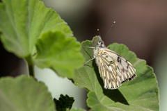 Tatochila autodice blanchardii