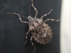 Brochymena affinis