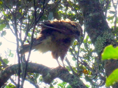 Accipitridae