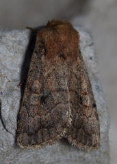 Nudorthodes variabilis