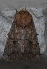 Nudorthodes variabilis