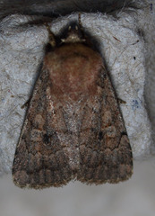 Nudorthodes variabilis