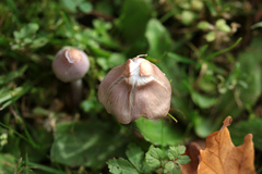 Inocybe lilacina