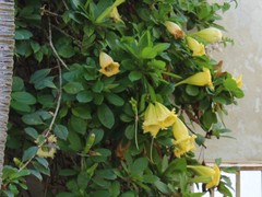 Magnoliopsida