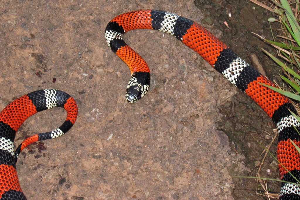 Aesculapian False Coral Snake