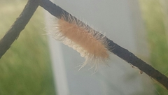 Pygarctia roseicapitis