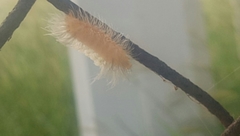 Pygarctia roseicapitis