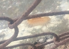 Pygarctia roseicapitis