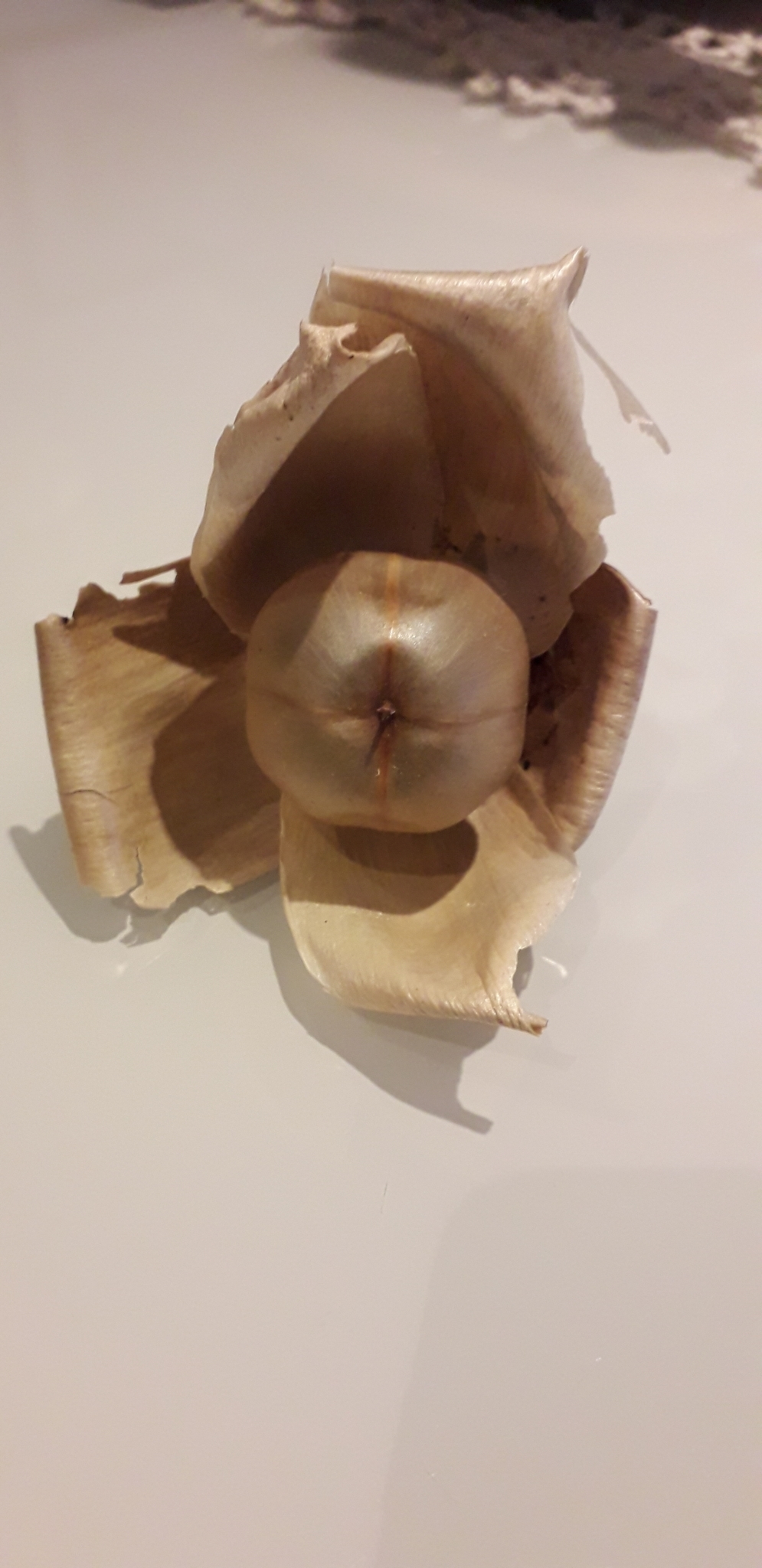 Distimake tuberosus