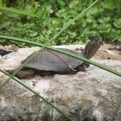 Actinemys marmorata pallida