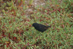 Sesuvium edmonstonei