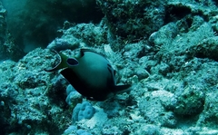 Acanthurus tennentii