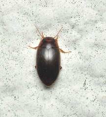 Copelatus chevrolati