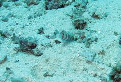 Amblyeleotris aurora