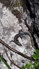 Dalmatolacerta oxycephala