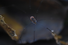Leiobunum aldrichi