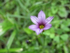 Sisyrinchium platense