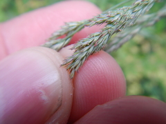 Muhlenbergia mexicana