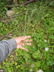Muhlenbergia mexicana