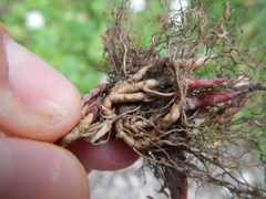 Muhlenbergia mexicana