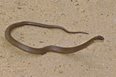 Paraphimophis rusticus