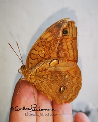 Opsiphanes boisduvallii