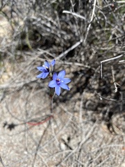 Thelymitra azurea