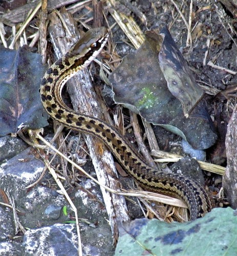 Günther's Green Racer, Philodryas psammophidea