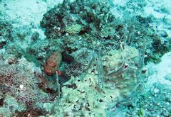 Cephalopholis nigripinnis