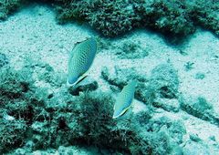 Chaetodon guttatissimus