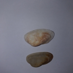 Barbatia barbata