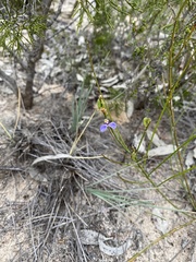 Comesperma scoparium