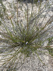 Comesperma scoparium
