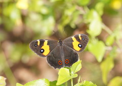 Tisiphone abeona albifascia