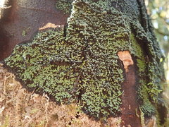 Pannaria implexa