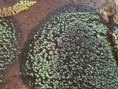 Pannaria implexa