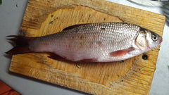 Leuciscus idus