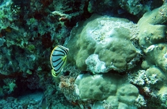 Chaetodon meyeri