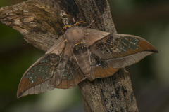 Neorcarnegia basirei