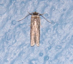 Blastobasis taurusella