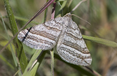 Scotopteryx coarctaria