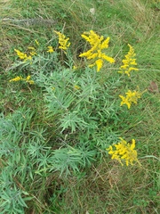 Solidago juliae