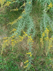 Solidago juliae