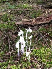 Monotropa