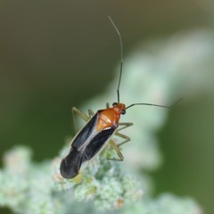 Ganocapsus filiformis