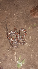 Pseudelaphe flavirufa