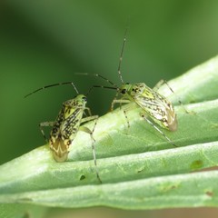 Taedia marmorata