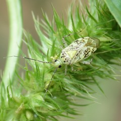 Taedia marmorata