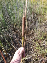 Typha angustifolia