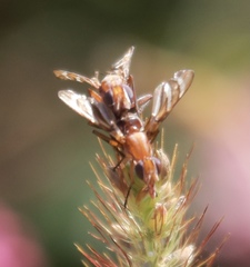 Tritoxa incurva